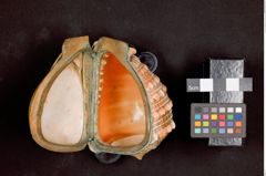 Foto einer Schnupftabakdose aus einer Helmschnecke (NHMW-ZOO-MO-0081100-ETH-048a)